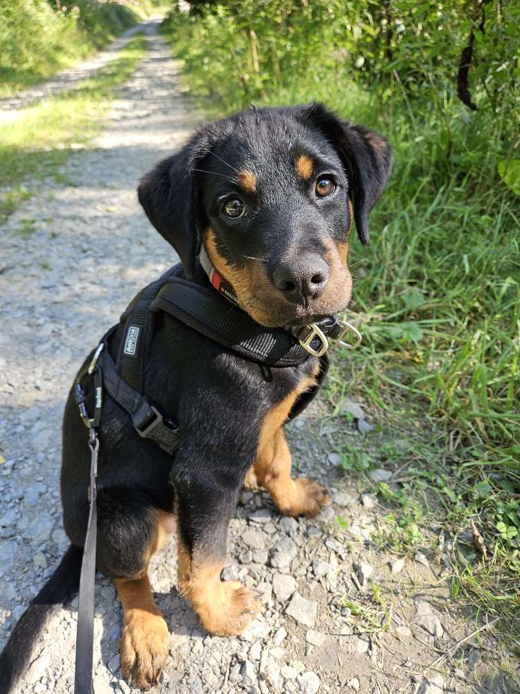 Hundetreffen-Welpentreffen-Profilbild