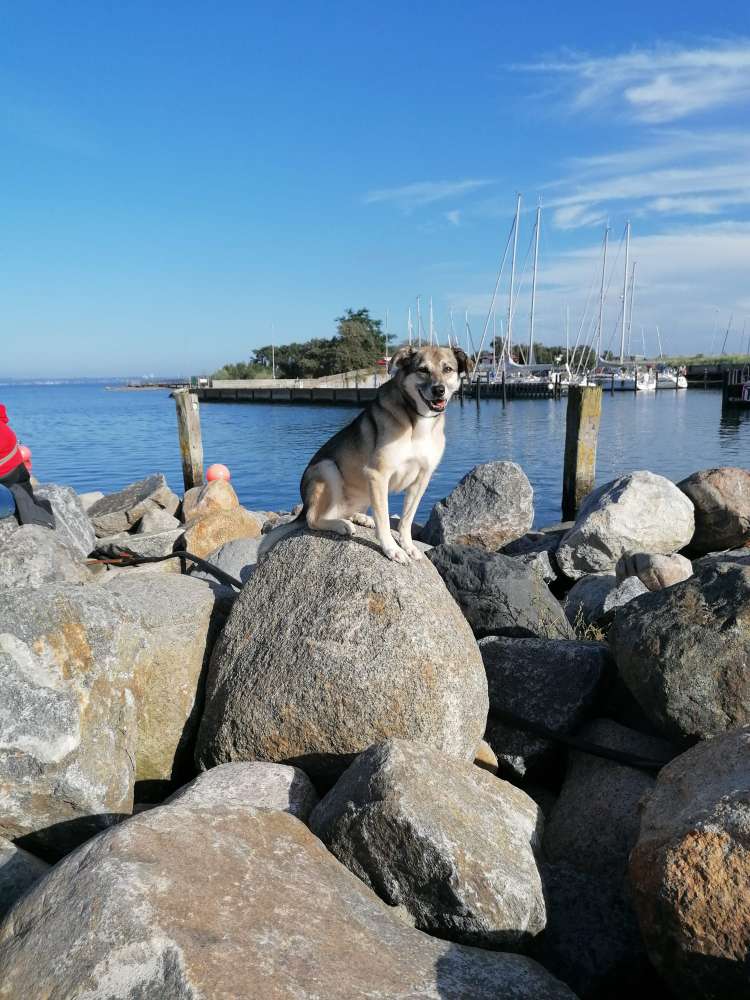 Hundetreffen-Ältere/ruhige Hunde-Profilbild