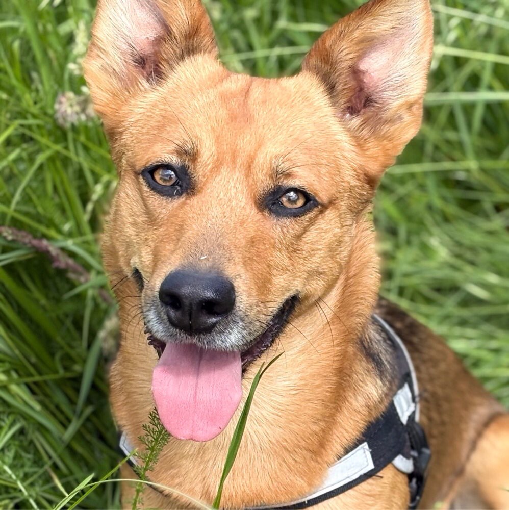 Hundetreffen-Gassirunde in der Nähe von Hennigsdorf-Profilbild