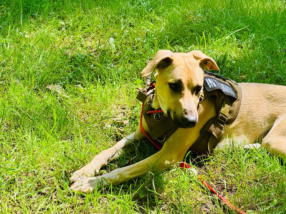 Hundetreffen-Spiele und Gassirunde-Profilbild