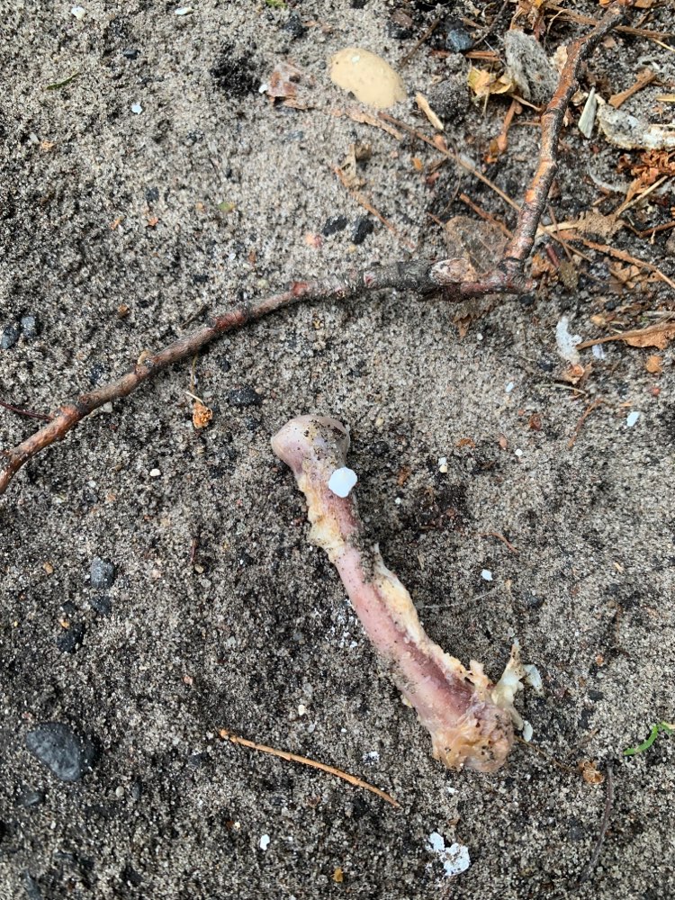 Giftköder-Vermutlich Giftköder auf Hühnerknochen-Profilbild