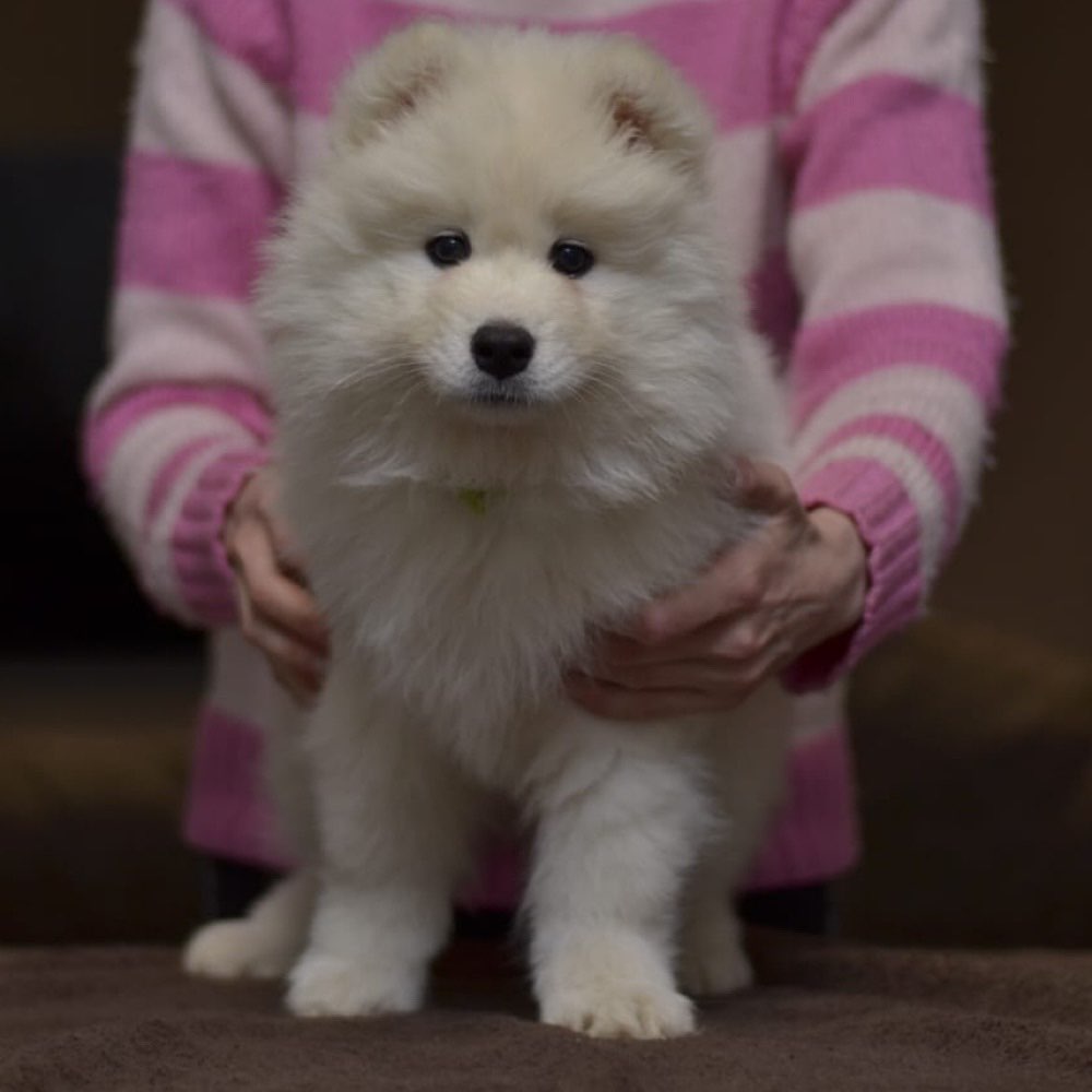 Hundetreffen-Mädels & Welpentreff Inden und Umgebung-Profilbild