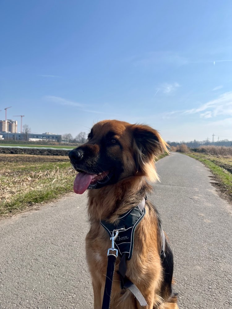 Hundetreffen-Hundebegegnungen üben Offenbach und Oberrad-Profilbild