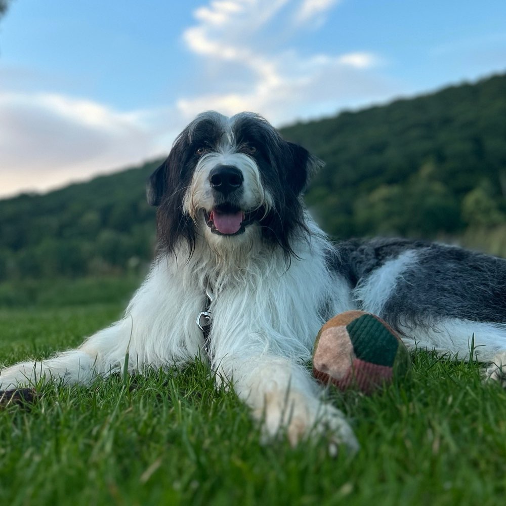 Hundetreffen-HIRTENHUND*MIX Party 🎉🐮-Profilbild