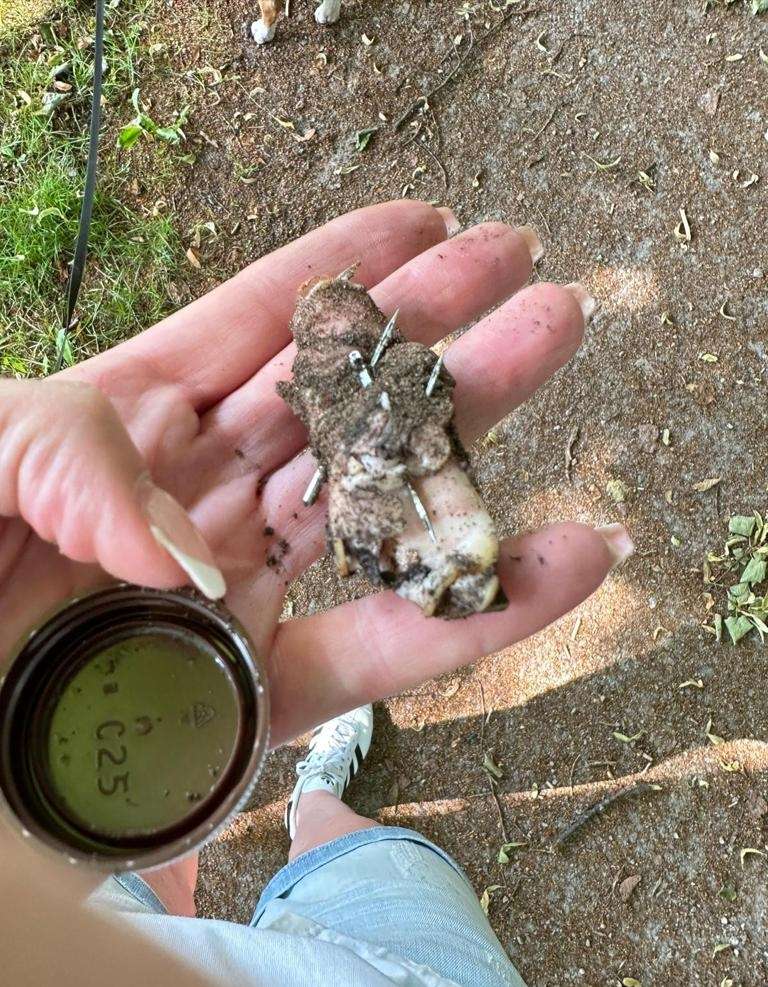 Giftköder-Gerollter Schinken-Profilbild