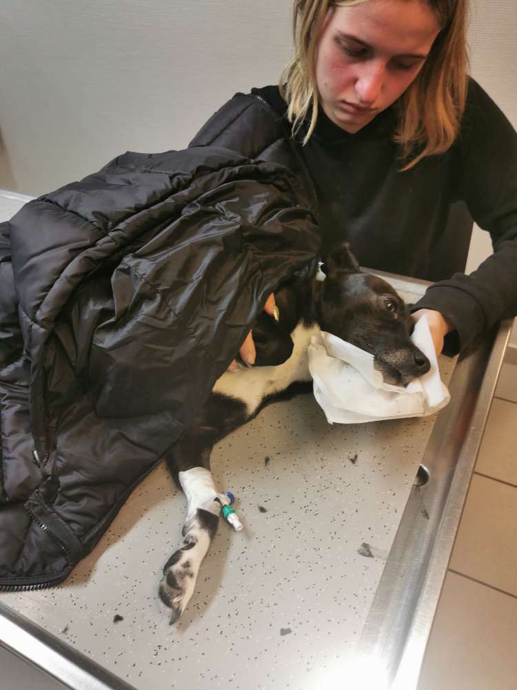 Giftköder-Giftköder-Profilbild