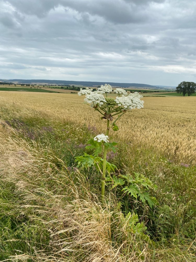 Giftköder-Riesenbärenklau-Profilbild