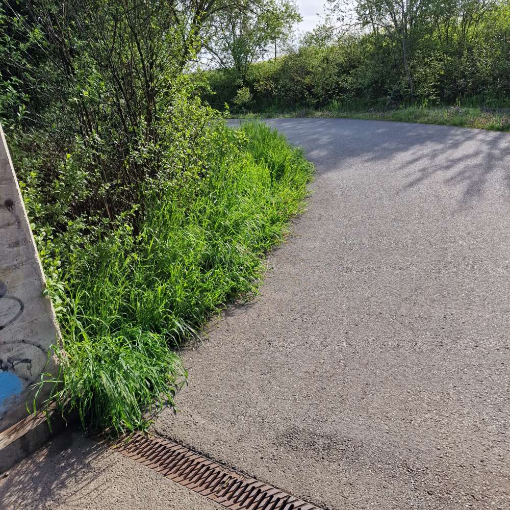 Giftköder-Fleischwurststücke mit Körnchen dran-Profilbild