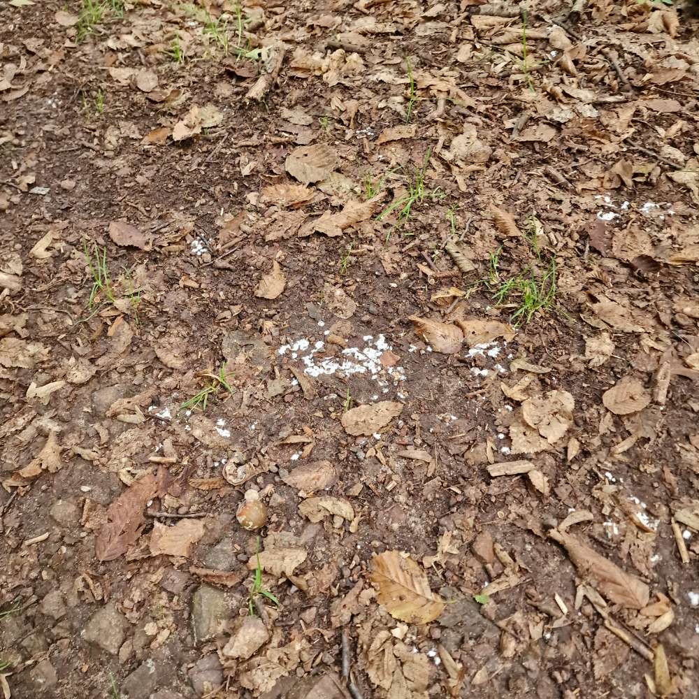 Giftköder-Weißes Pulver großflächig-Profilbild