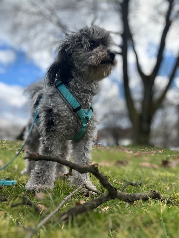 Hundetreffen-Gassitreff / Spielrunde-Profilbild