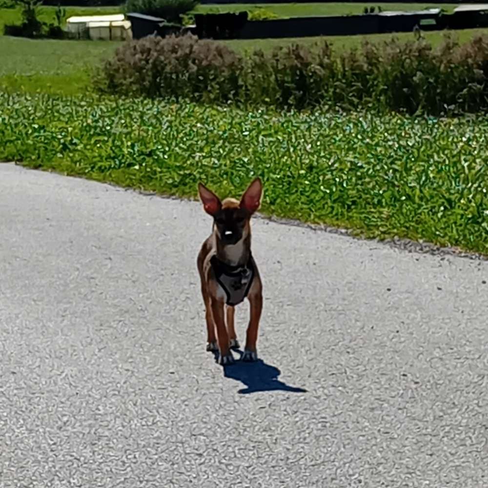 Hundetreffen-Junghundebegegnung und Übungsrunde-Profilbild