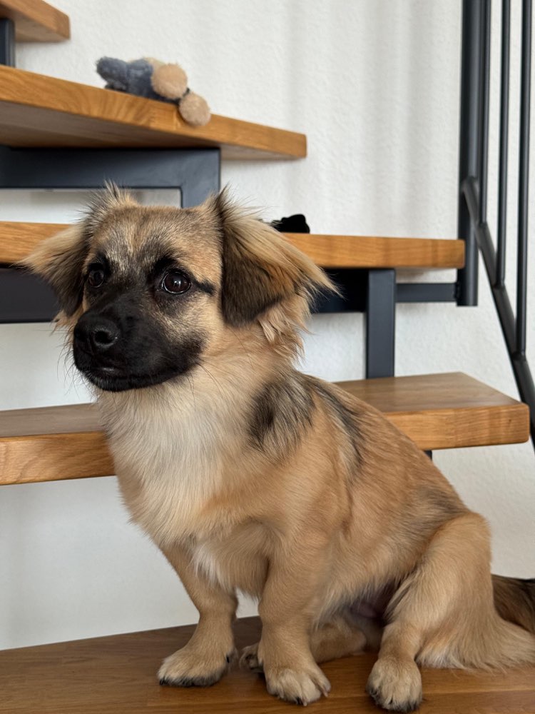 Hundetreffen-Hundefreunde gesucht-Profilbild