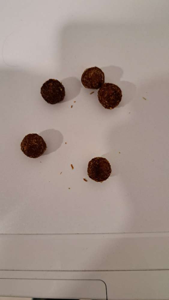 Giftköder-Komische kleine runde Kugeln-Profilbild