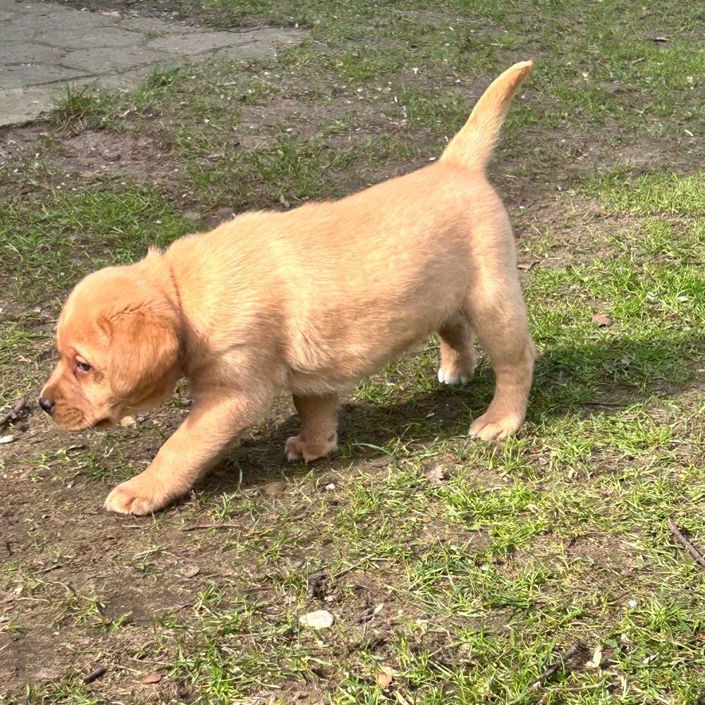 Hundetreffen-Welpentreffen in Oelde-Profilbild