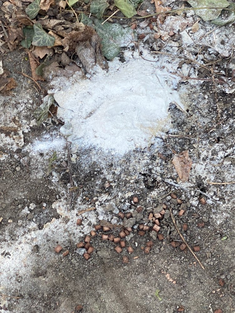 Giftköder-Weißes Pulver mit Futter-Profilbild