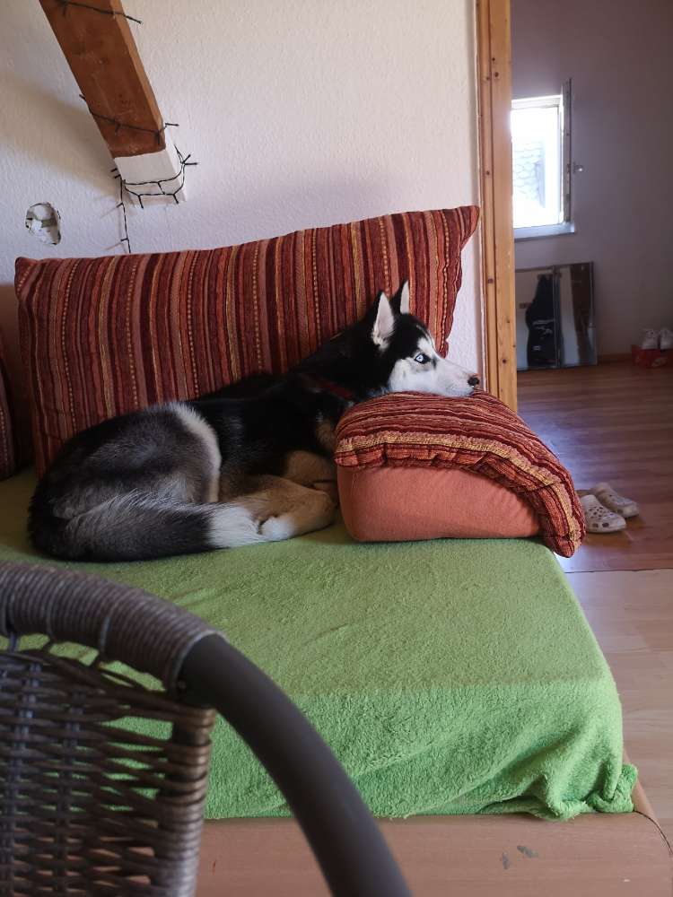 Hundetreffen-Husky hunde treffen-Profilbild