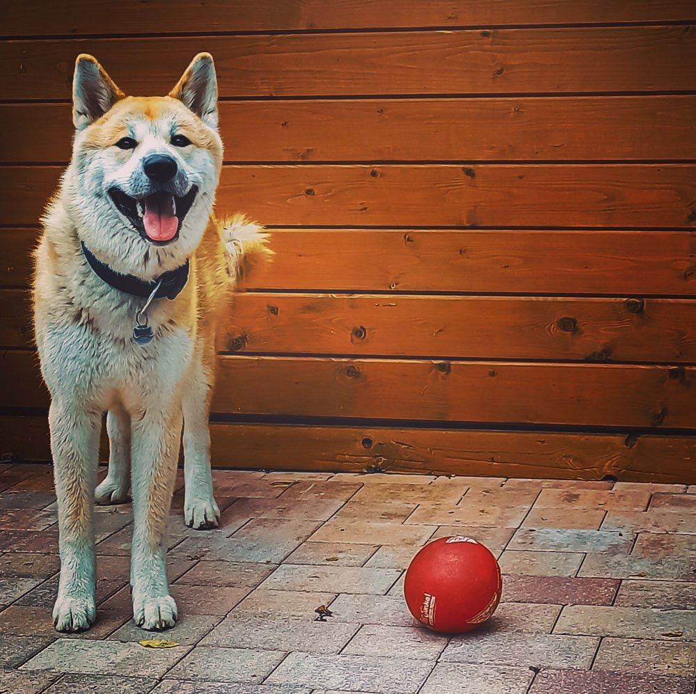 Hundetreffen-Akita sucht Gassibuddy-Profilbild