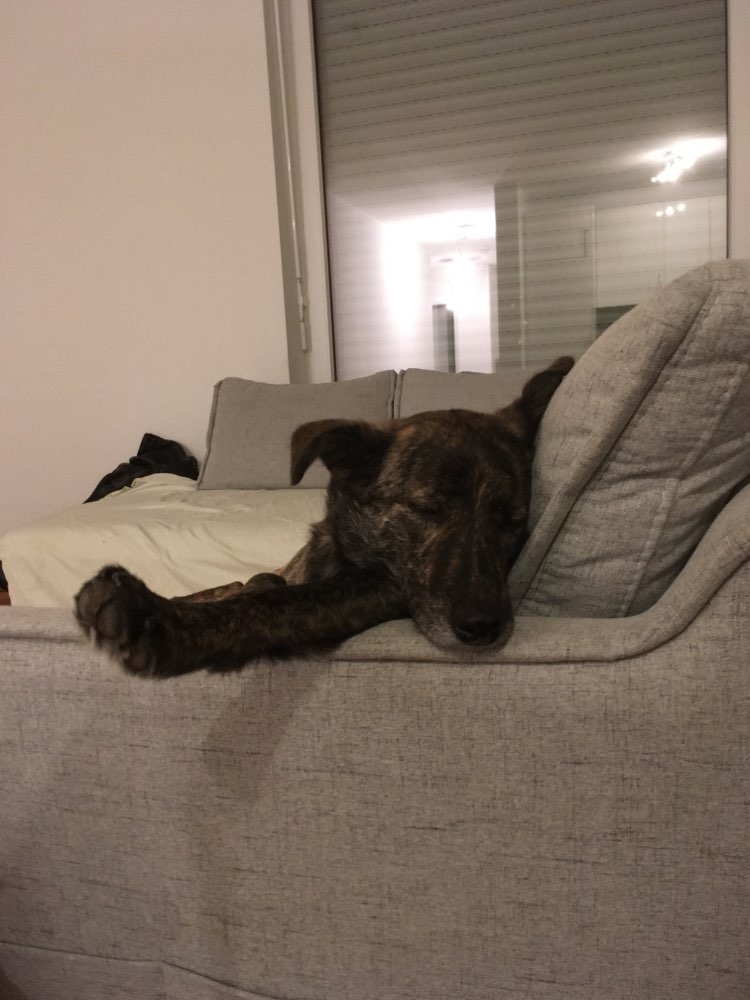 Hundetreffen-Unterstützung für unsichere Hündin-Profilbild