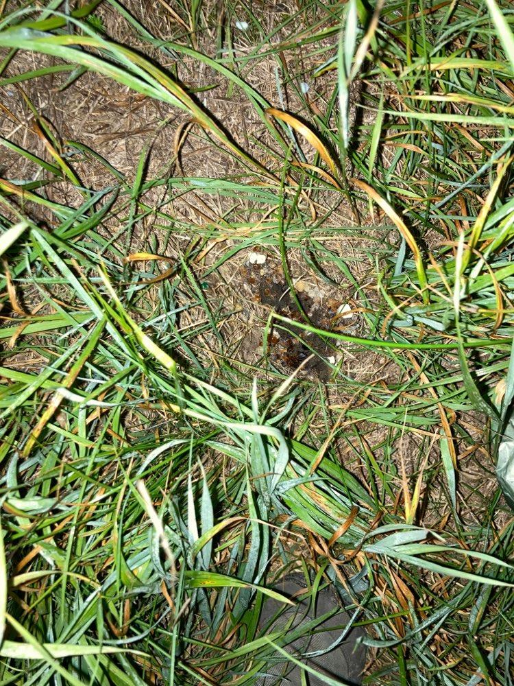 Giftköder-Eventuell Giftköder-Profilbild