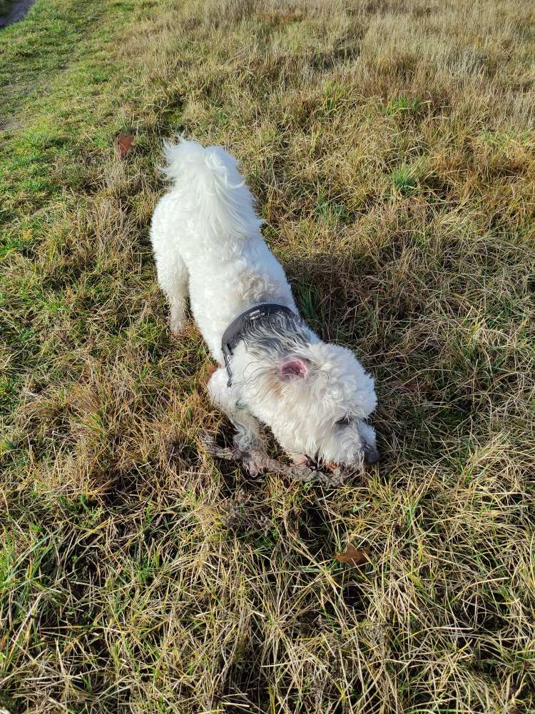 Hundetreffen-Gassirunde in Rathenow-Profilbild