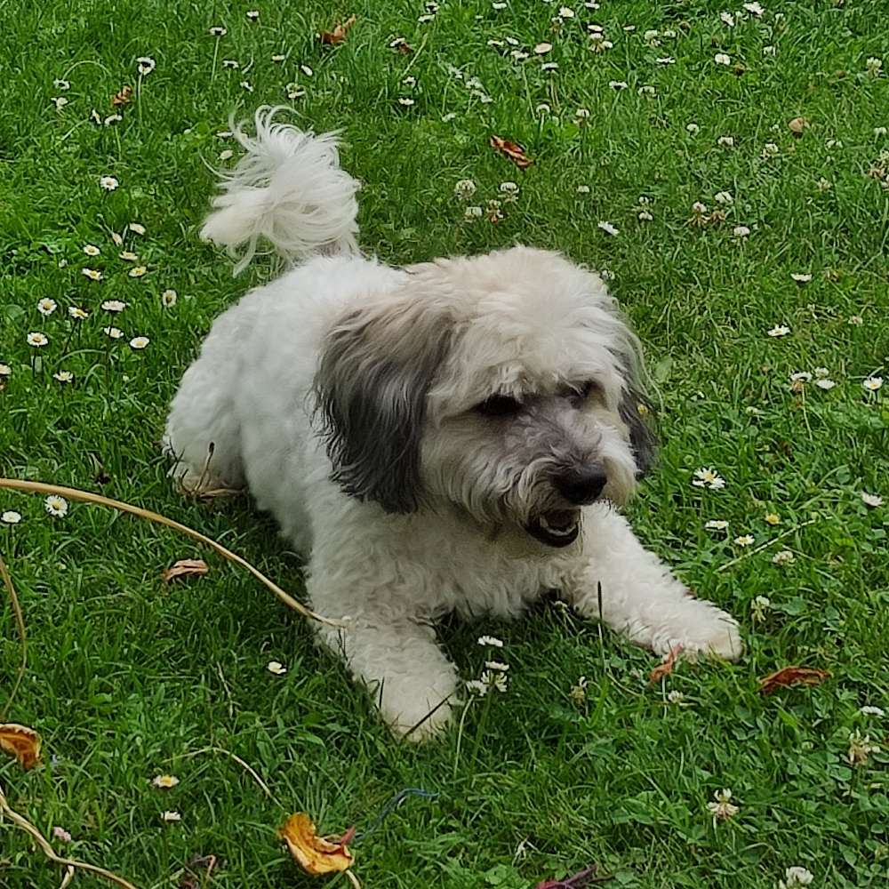 Hundetreffen-Hundespaziergang in Rathenow-Profilbild