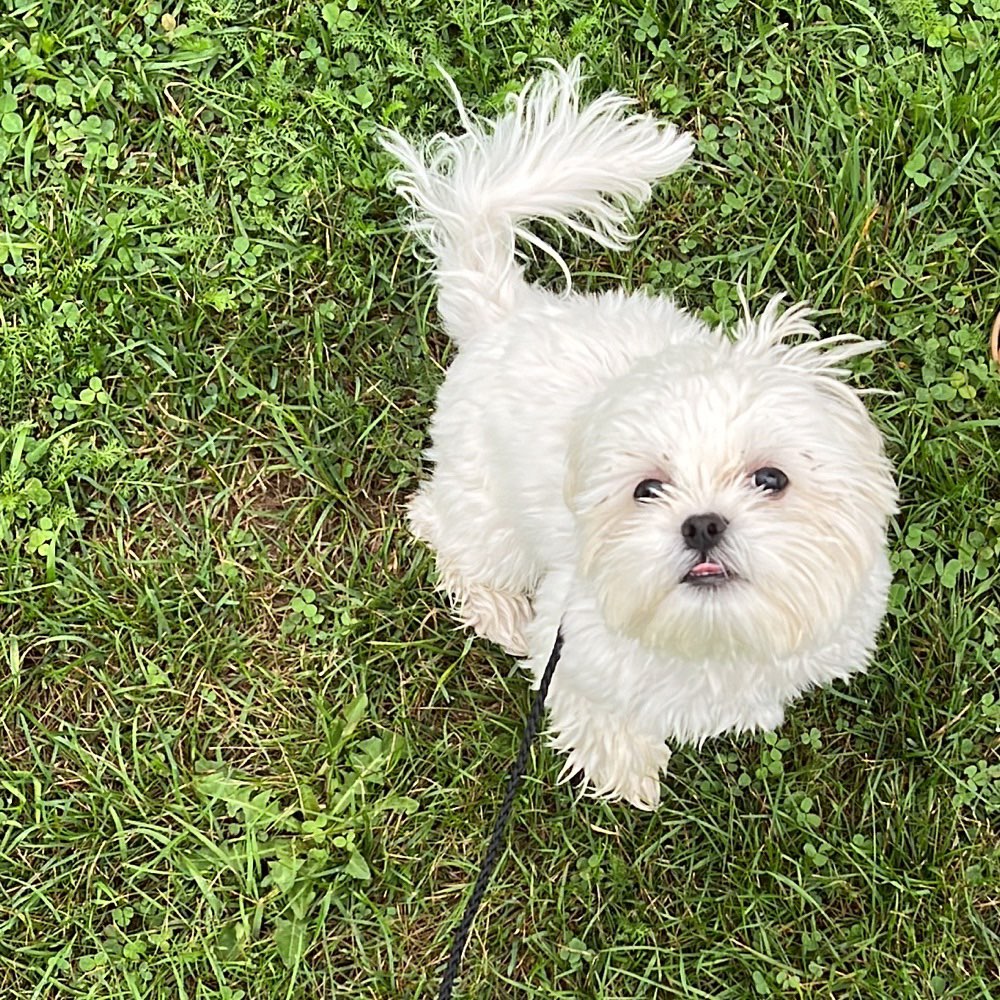 Hundetreffen-Welpen treffen und Sozialisierung-Profilbild