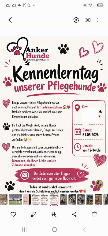 Hundetreffen-Kennenlerntag Pflegehunde Ankerhunde-Profilbild