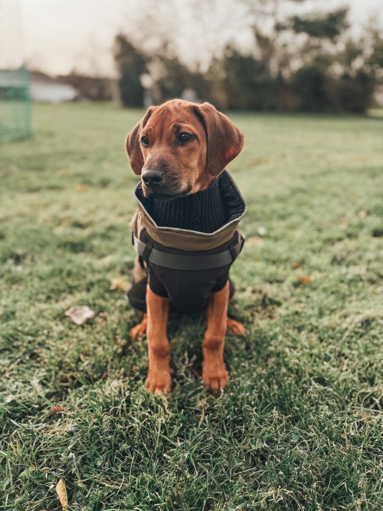 Hundetreffen-Spielrunde (Welpen oder Erwachsene Hunde)-Profilbild