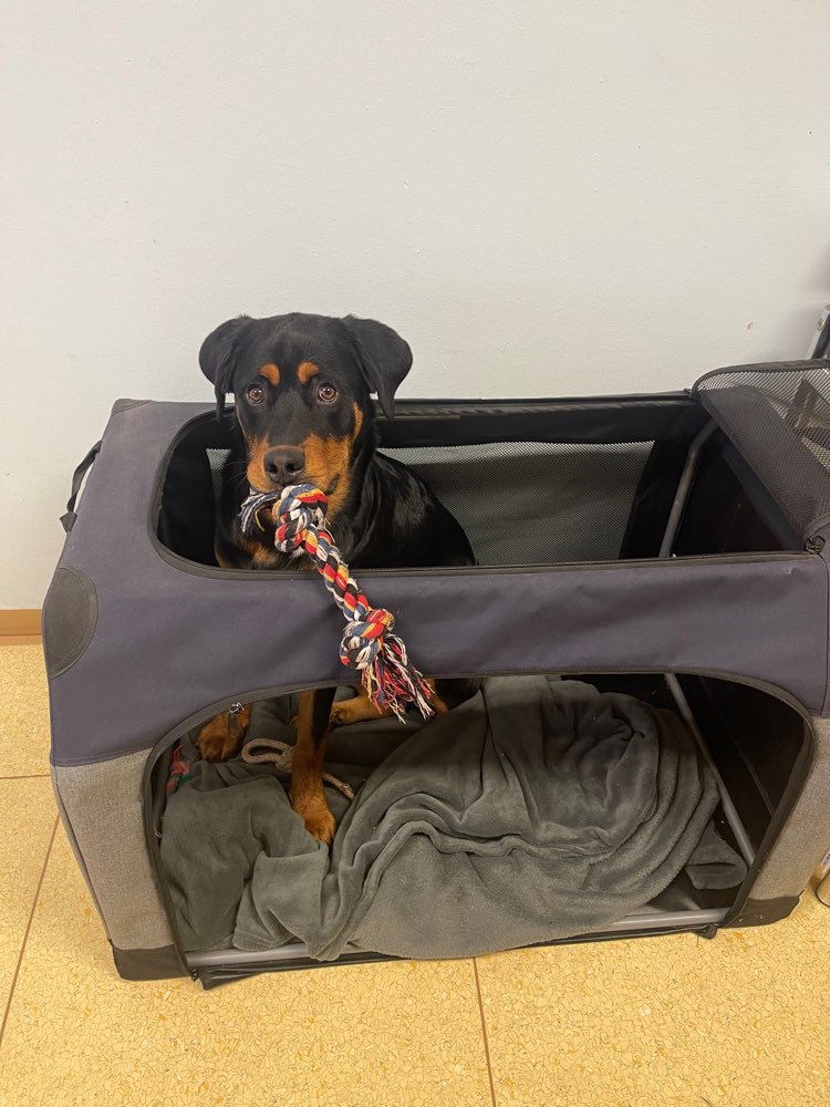 Hundetreffen-Spielfreunde gesucht 💐💐-Profilbild
