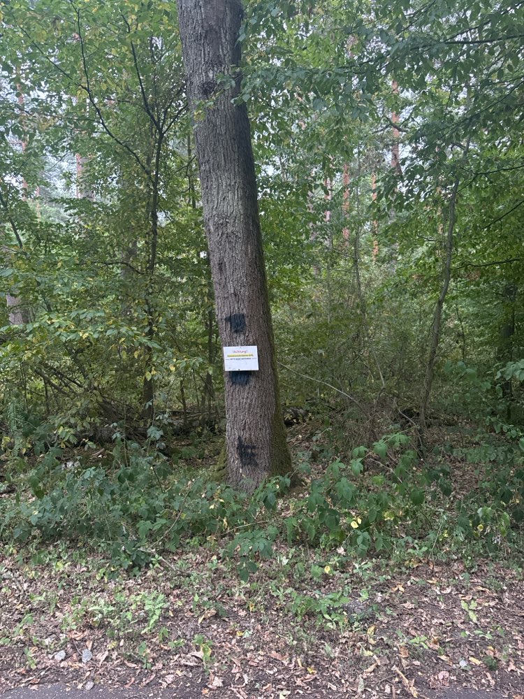 Giftköder-Eichenprozessionsspinner-Profilbild