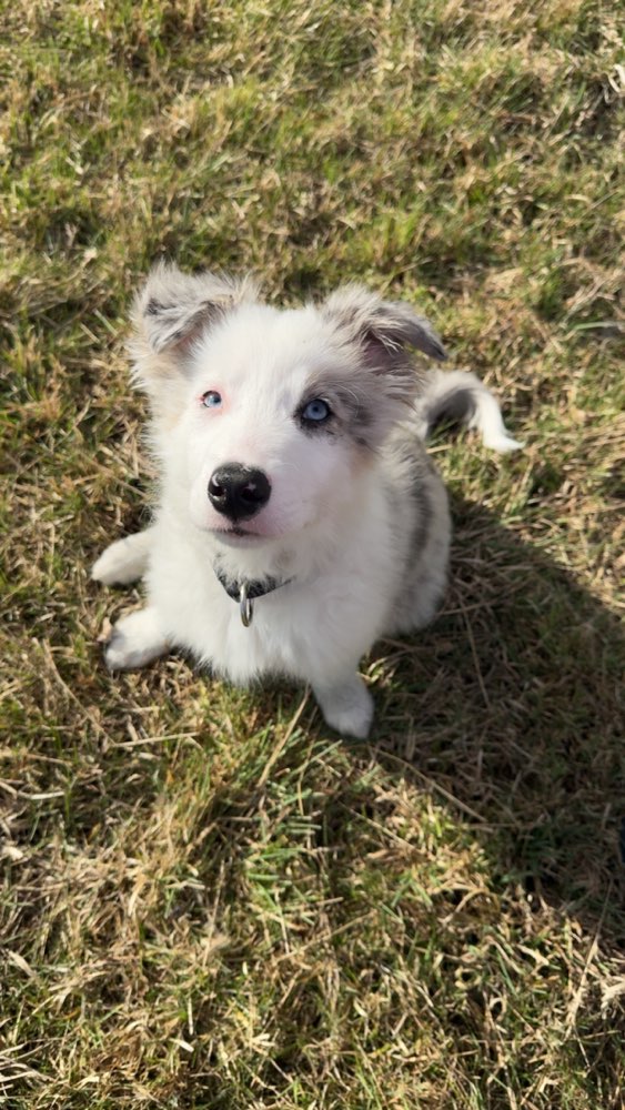 Hundetreffen-Spiel treffen in Theißen-Profilbild