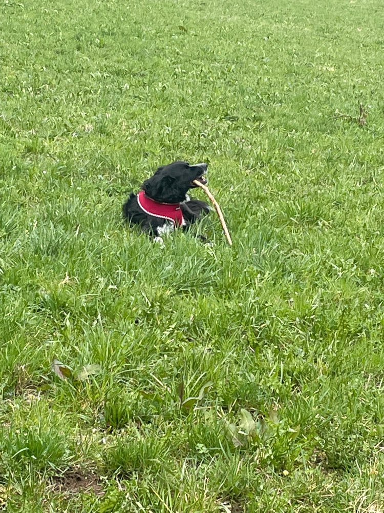 Hundetreffen-Spazieren-Profilbild