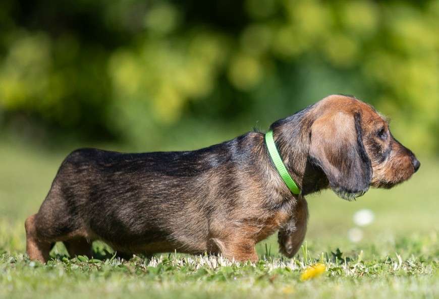 Hundetreffen-Welpentreffen Sülz-Profilbild