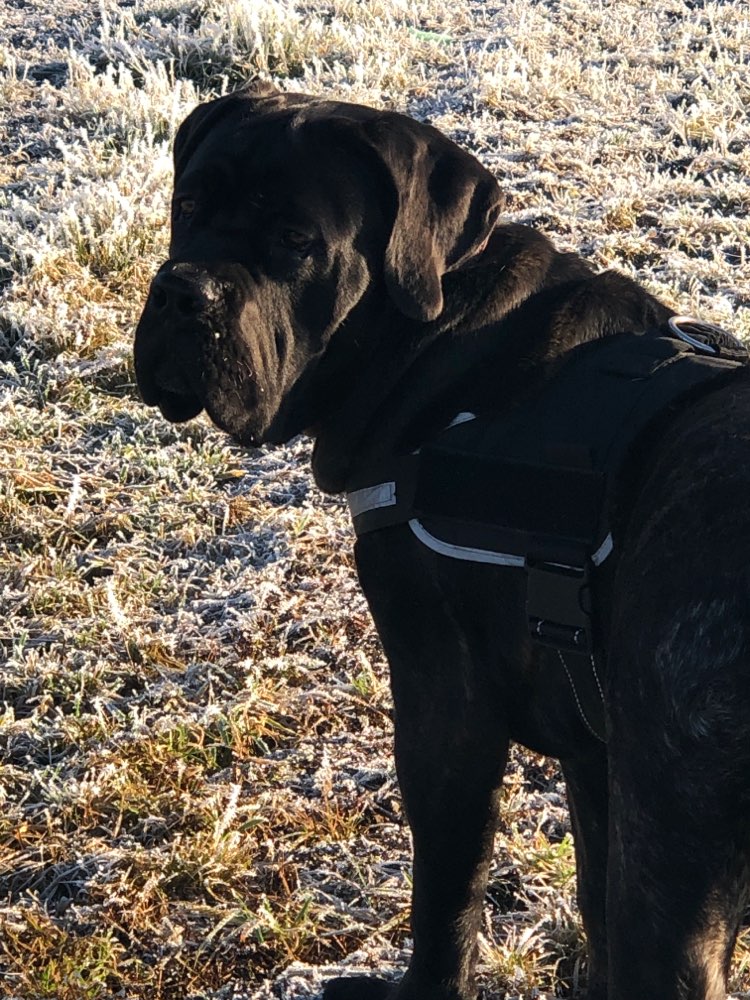 Hundetreffen-Cane corso Raum Ostrhauderfehn-Profilbild