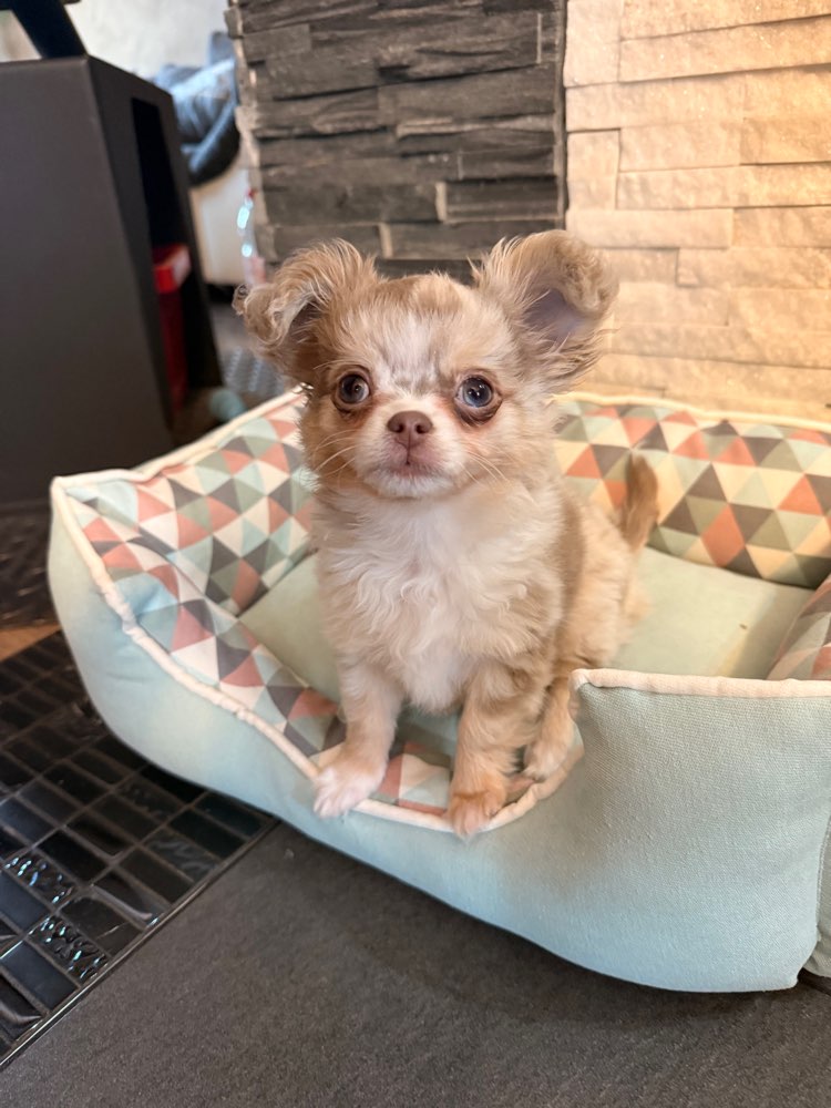 Hundetreffen-Welpentreffen/ Spieltreffen für kleine Hunde-Profilbild