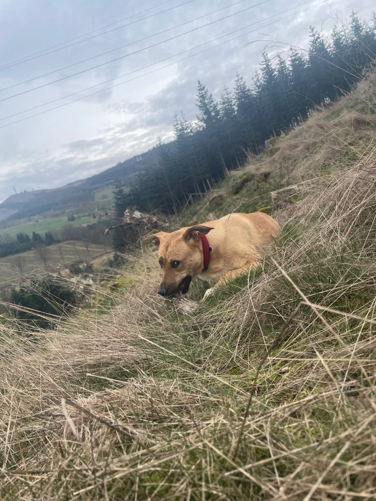 Hundetreffen-Spaziergänge gemeinsam ❤️-Profilbild