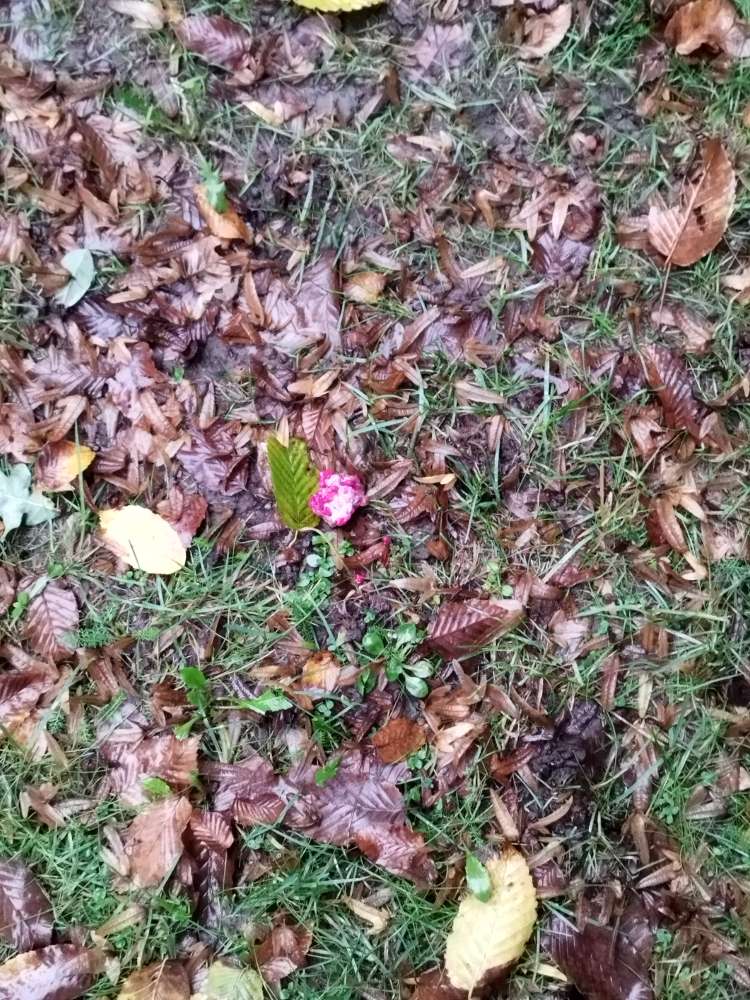 Giftköder-Giftköder-Profilbild