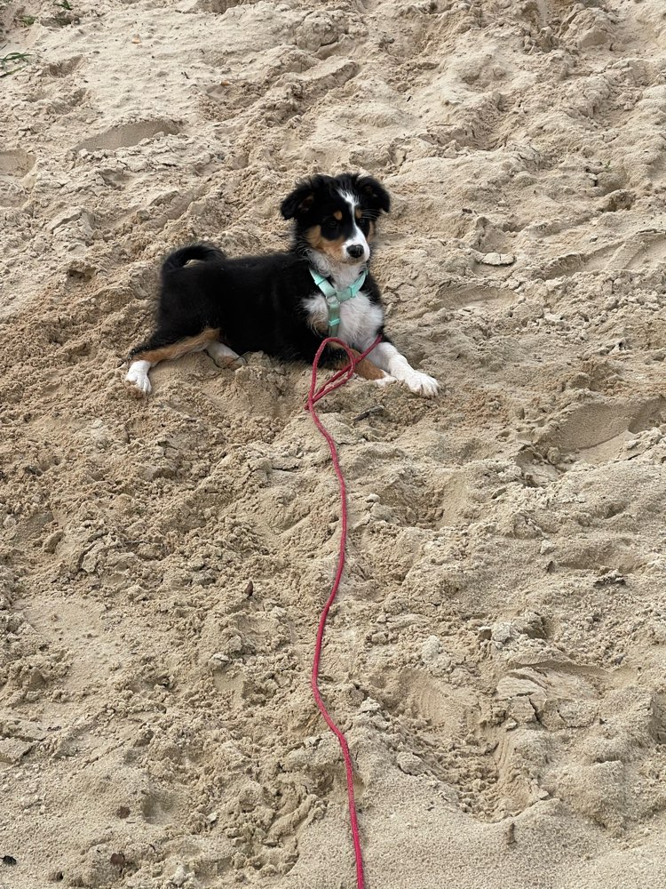 Hundetreffen-Hundetreffen am Hanger 21-Profilbild