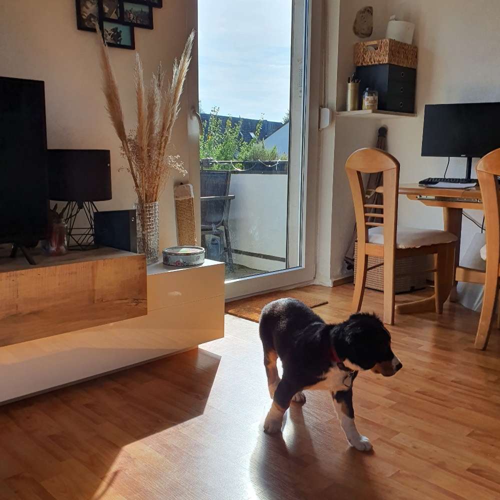 Hundetreffen-Welpentreffen in den Ruhrwiesen-Profilbild