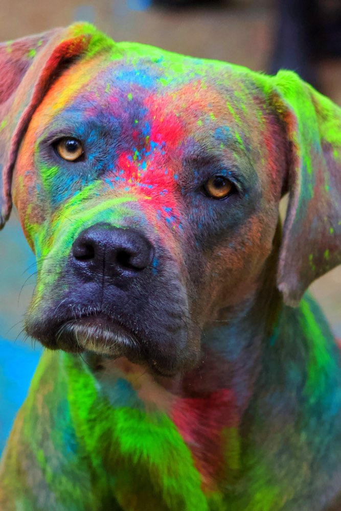 Hundetreffen-Gassi gehen-Profilbild