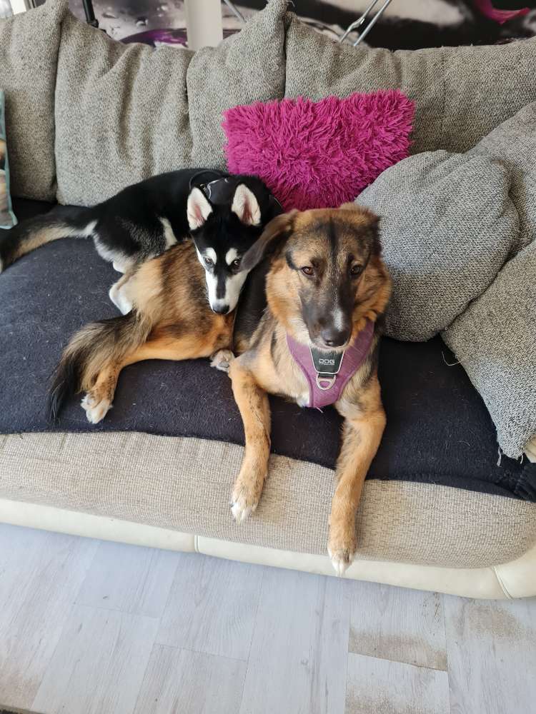 Hundetreffen-Spiel und gassifreunde-Profilbild