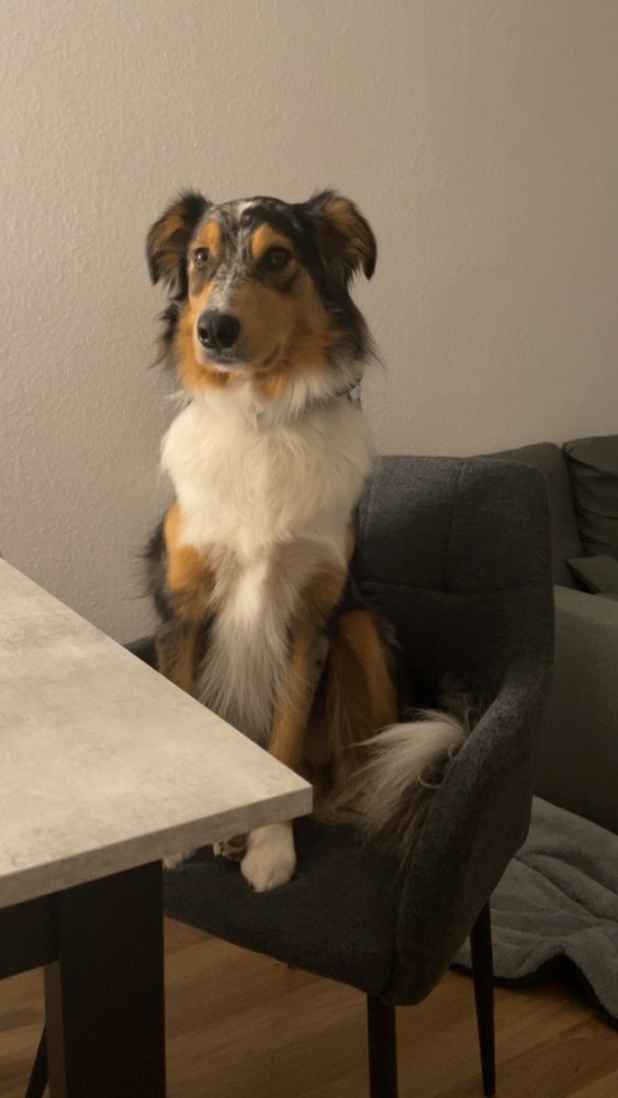 Hundetreffen-Spielfreunde/ Gassirunden-Profilbild