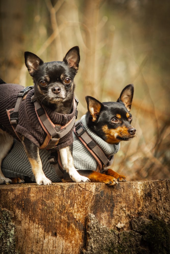 Hundetreffen-Kleine Hunde runde 🥰-Profilbild