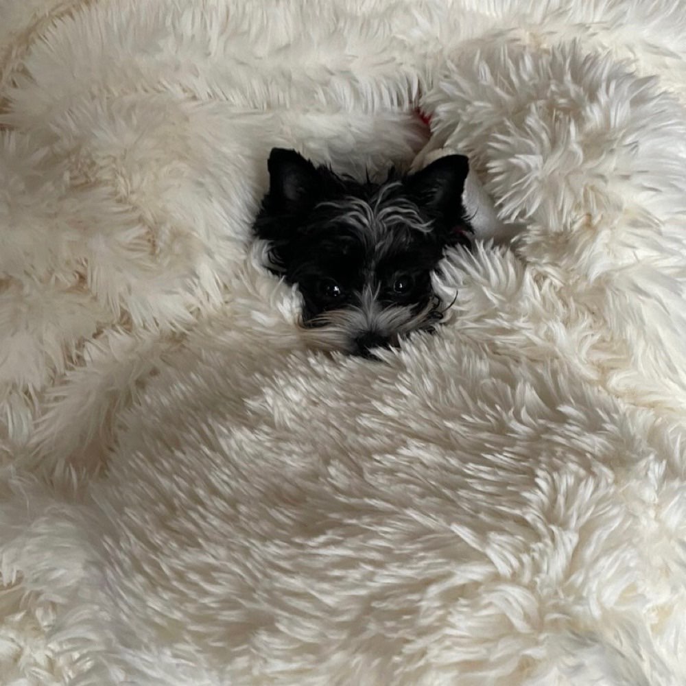 Hundetreffen-Gassi und Spielrunde-Profilbild