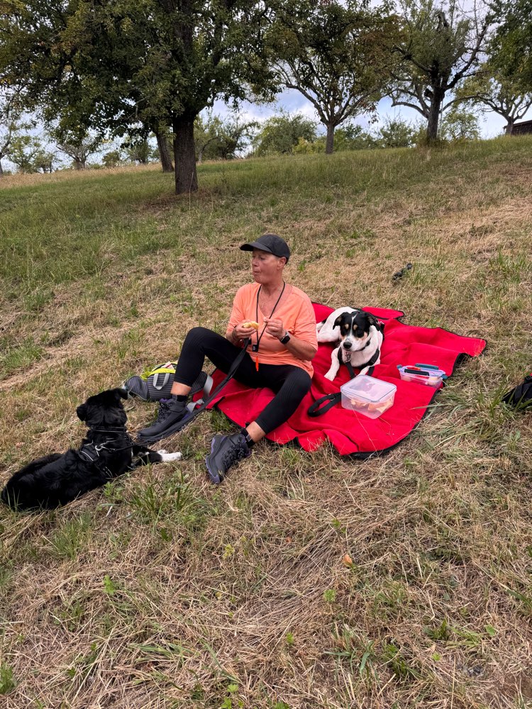 Hundetreffen-Robuster Hundekumpel-Profilbild
