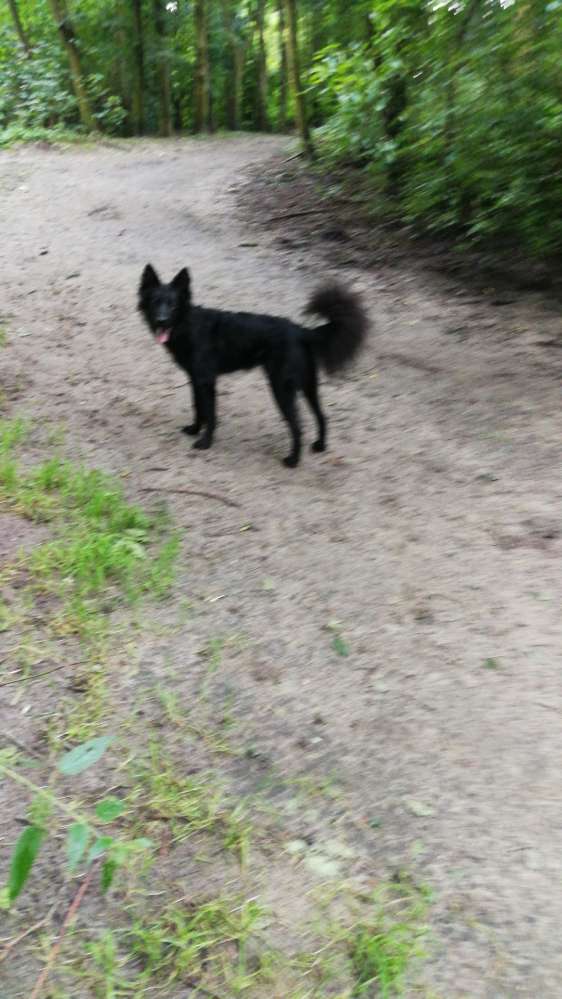 Hundetreffen-Spiel- und Schnüffelrunden-Profilbild