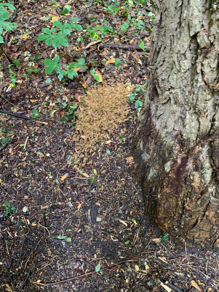 Giftköder-Giftköder-Profilbild