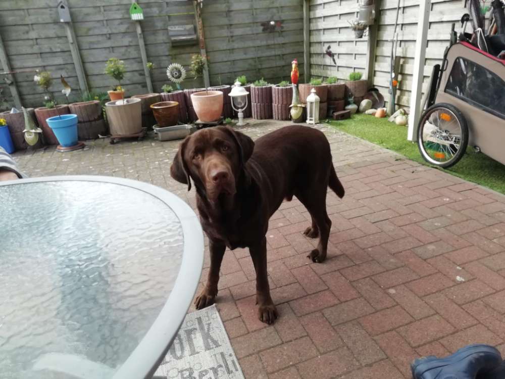 Hundetreffen-Hundetreffen-Profilbild