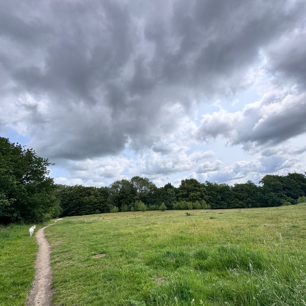 Hundetreffen-Hunderunde auf der Hundewiese-Profilbild