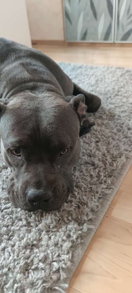 Hundetreffen-Spiel , Spaß und Toben-Profilbild